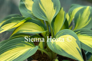 Hosta 'High Society'