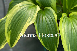 Hosta 'Bold Ribbons'