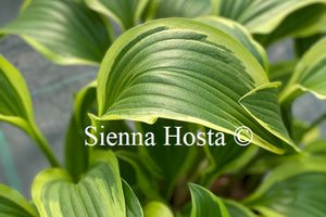 Hosta 'Bold Ribbons'
