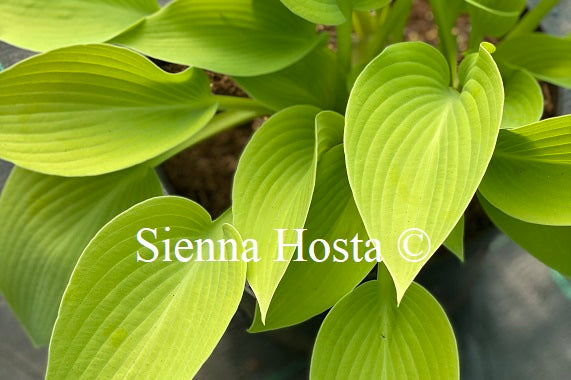 May Hosta Hosta 'May' - Sienna Hosta