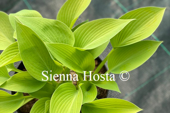 May Hosta Hosta 'May' - Sienna Hosta