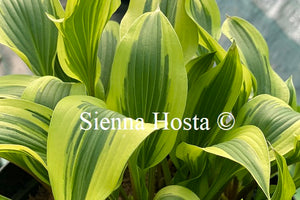 Hosta 'Proud Sentry'