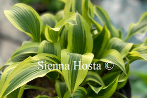 Hosta 'Proud Sentry'