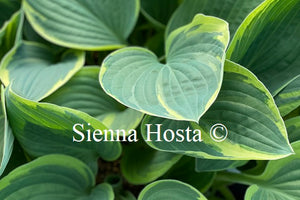 Hosta 'Iona'