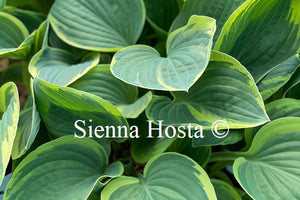 Hosta 'Iona'