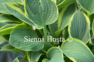 Hosta 'Iona'