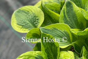 Hosta 'Brim Cup'