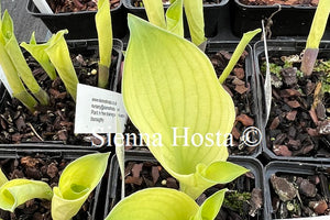 Hosta 'Dixie Ghost'