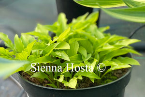 Hosta 'Goldene Woge'