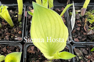 Hosta 'Dixie Ghost'