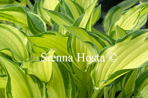 Hosta 'Chelsea Babe'