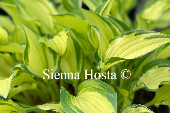 Hosta 'Chelsea Babe'