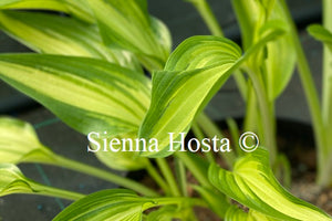 Hosta 'Cascades'