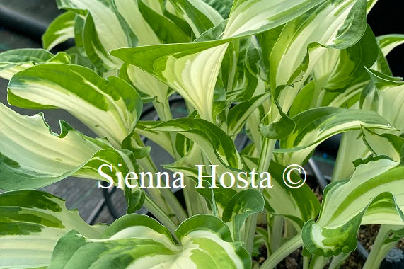 Hosta 'White Christmas'