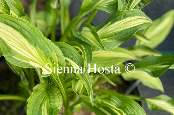 Hosta 'X-Ray'