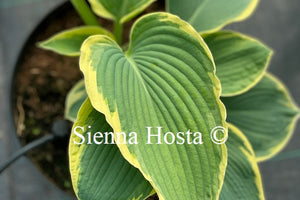 Hosta 'Paradise Expectations'