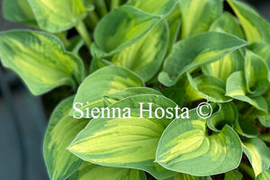 Hosta 'Fantasy Island'