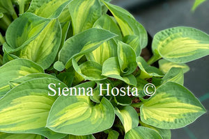 Hosta 'Fantasy Island'