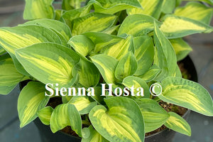 Hosta Fantasy Island