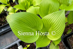 Hosta 'Sea Lightning'