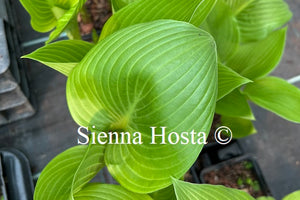Hosta 'Sea Lightning'