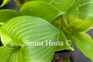 Hosta 'Sea Lightning'