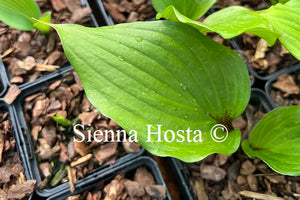 Hosta 'Gooseberry Sundae'