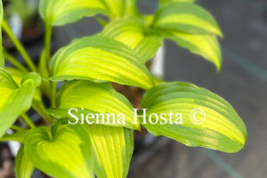 Hosta Abana