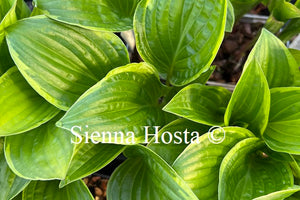 Hosta Bedford Rise and Shine
