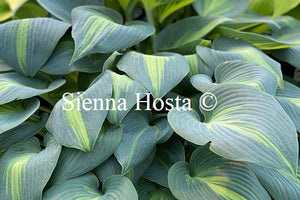 Hosta 'Dinner Jacket'