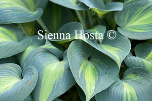 Hosta 'Dinner Jacket'