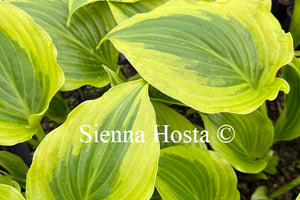 Hosta Blitz