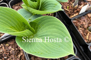 Hosta Bigga Luigi