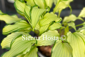 Hosta Early Sunrise