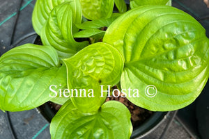 Hosta Fruit Cup