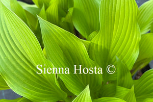 Hosta Purple Glory