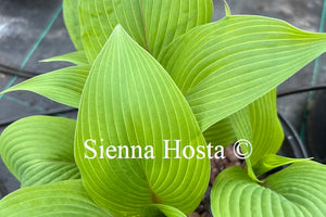 Hosta Holar Mystic Purple