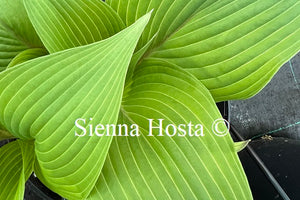 Hosta Holar Mystic Purple