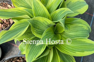 Hosta Bobcat