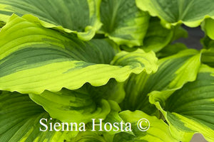 Hosta One Last Dance