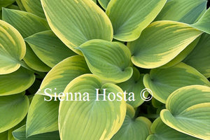 Hosta 'Apple Candy'