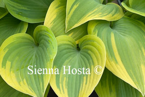 Hosta 'Apple Candy'