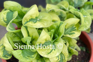 Hosta 'Wheee!'