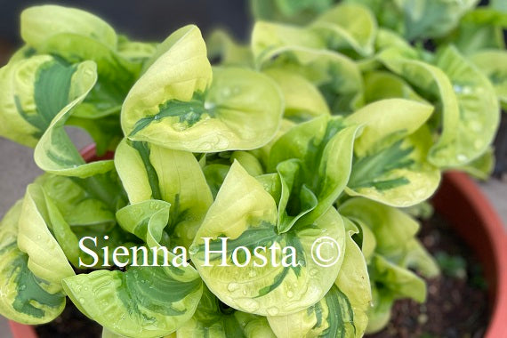 Hosta 'Wheee!'