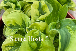 Hosta 'Wheee!'