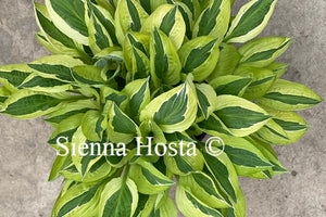 Hosta Yellow Polka Dot Bikini