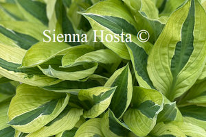 Hosta Yellow Polka Dot Bikini