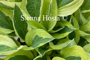 Hosta Yellow Polka Dot Bikini