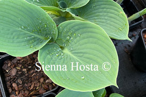 Hosta 'Bigga Luigi'