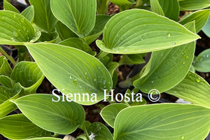 Hosta 'Blue Impressions'